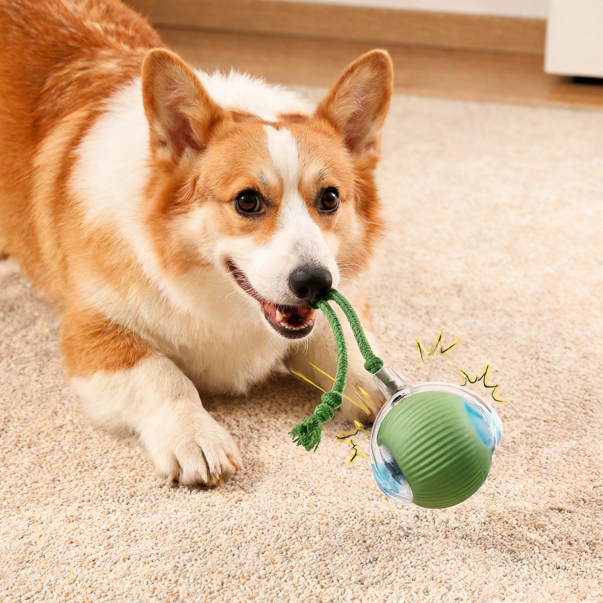 Corgi playing tug with the green PawPlay interactive ball